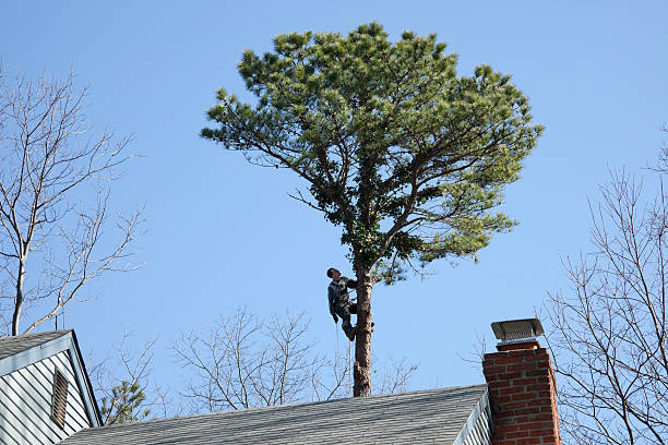 Best Tree Maintenance Programs  in Green Springs, OH